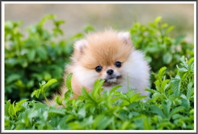 Les chiots de Spitz allemand