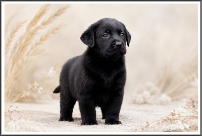 Les chiots de Labrador Retriever