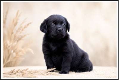 Les chiots de Labrador Retriever