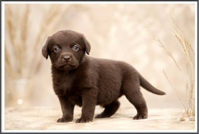 Les chiots de Labrador Retriever