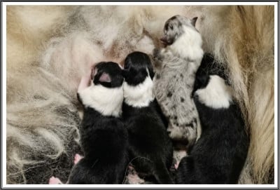 Les chiots de Colley à poil long