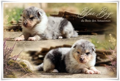 Les chiots de Colley à poil long