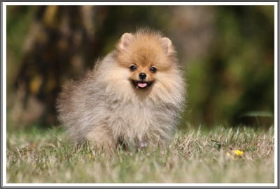 Les chiots de Spitz allemand