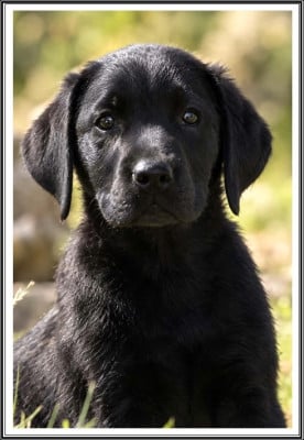 Les chiots de Labrador Retriever