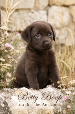 Les chiots de Labrador Retriever