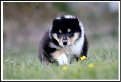Les chiots de Colley à poil long