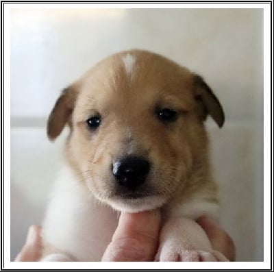 Les chiots de Colley à poil court