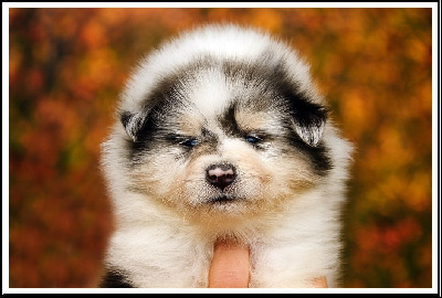 Les chiots de Colley à poil long