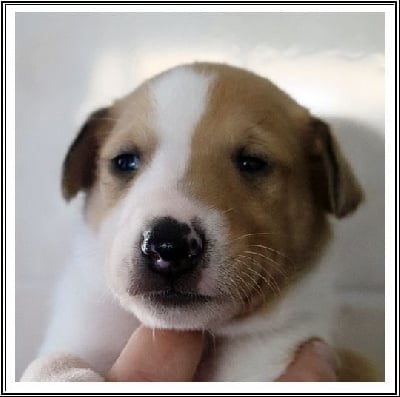 Les chiots de Colley à poil court