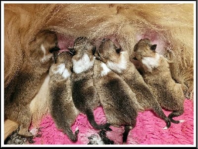 Les chiots de Colley à poil long