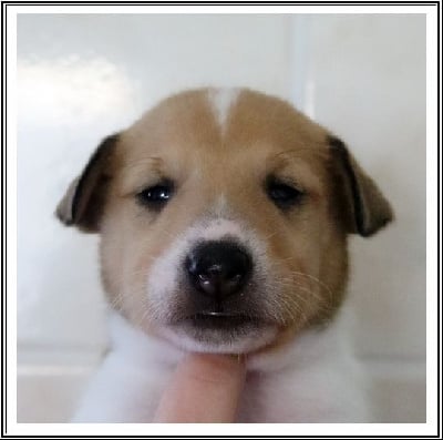 Les chiots de Colley à poil court