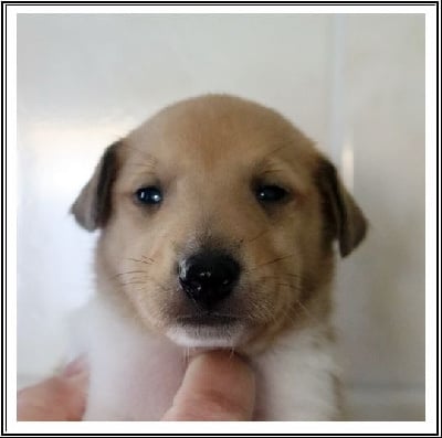 Les chiots de Colley à poil court