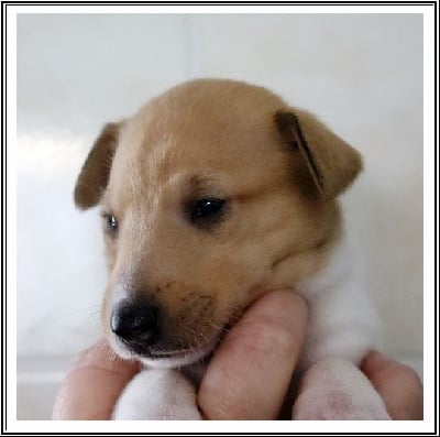 Les chiots de Colley à poil court