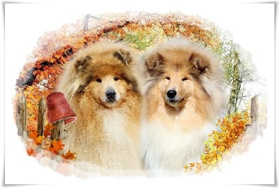 Les chiots de Colley à poil long