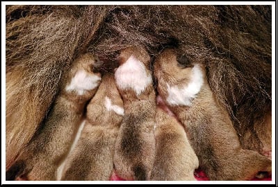 Les chiots de Colley à poil long