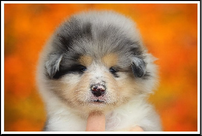 Les chiots de Colley à poil long