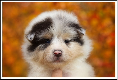 Les chiots de Colley à poil long