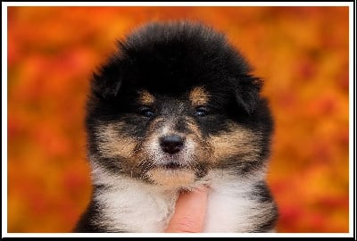 Les chiots de Colley à poil long