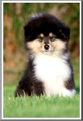 Les chiots de Colley à poil long