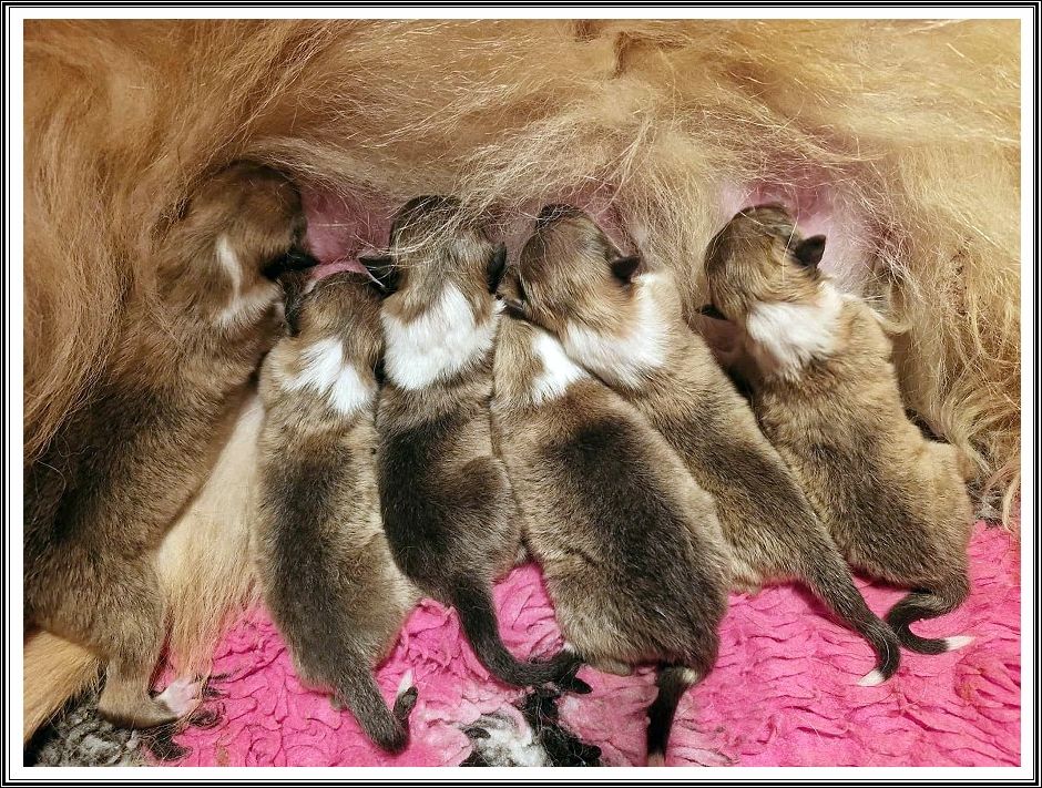 CHIOT 6 - Colley à poil long