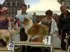 I'm george clooney Of moon river - Meilleur Puppy - BIS Puppy