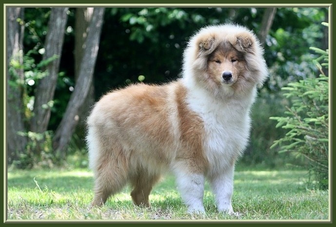 I'm george clooney Of moon river - Très Prometteur - Meilleur Puppy