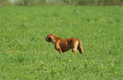 Publication : des chasseurs des grands pres Auteur : metayer/annabelle