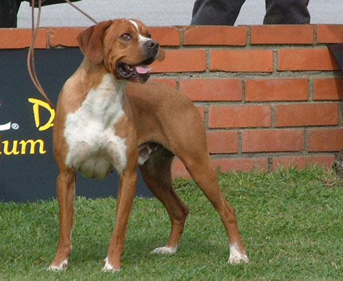 Publication : des chasseurs des grands pres Auteur : metayer/annabelle