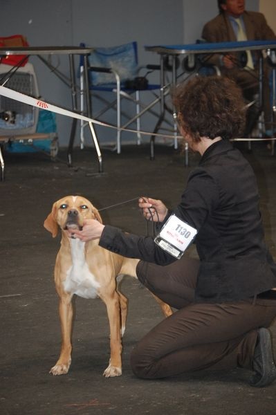 CH. Abby du grand sénéchal - CACIB BOB