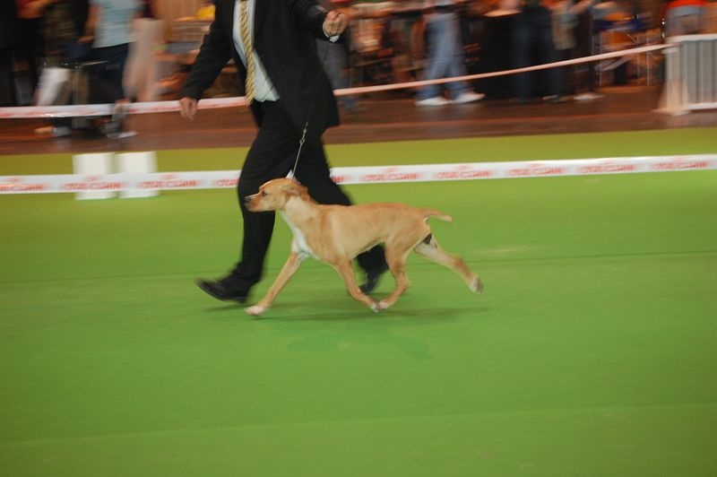 CH. Abby du grand sénéchal - RCACIB