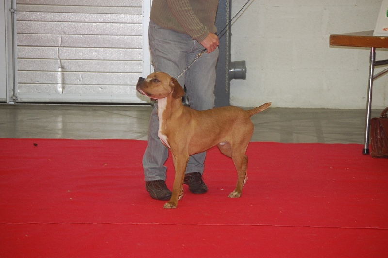 CH. Ego de tagus - Très Prometteur