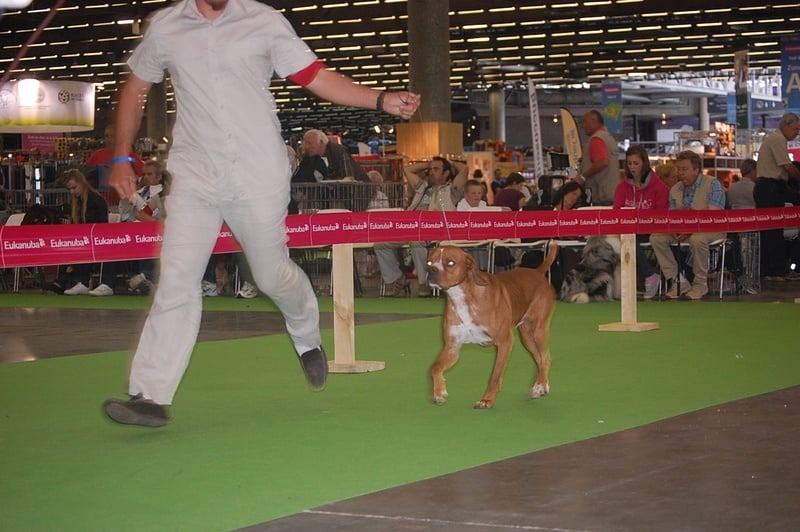 CH. Ego de tagus - 1 EXC CACS