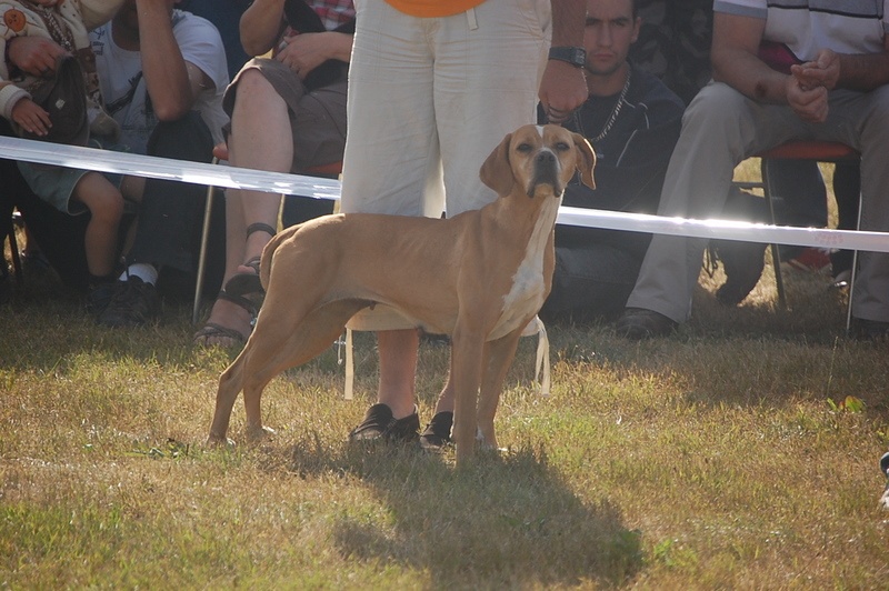 CH. Abby du grand sénéchal - 1 EXC BOB