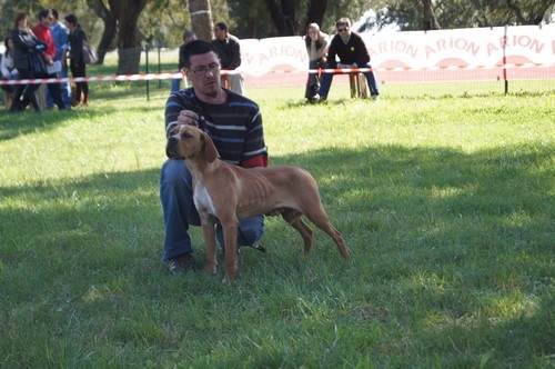 CH. Http des chasseurs des grands pres - 3 ème très bon ( classe puppy pas exc en puppy au Portugal)