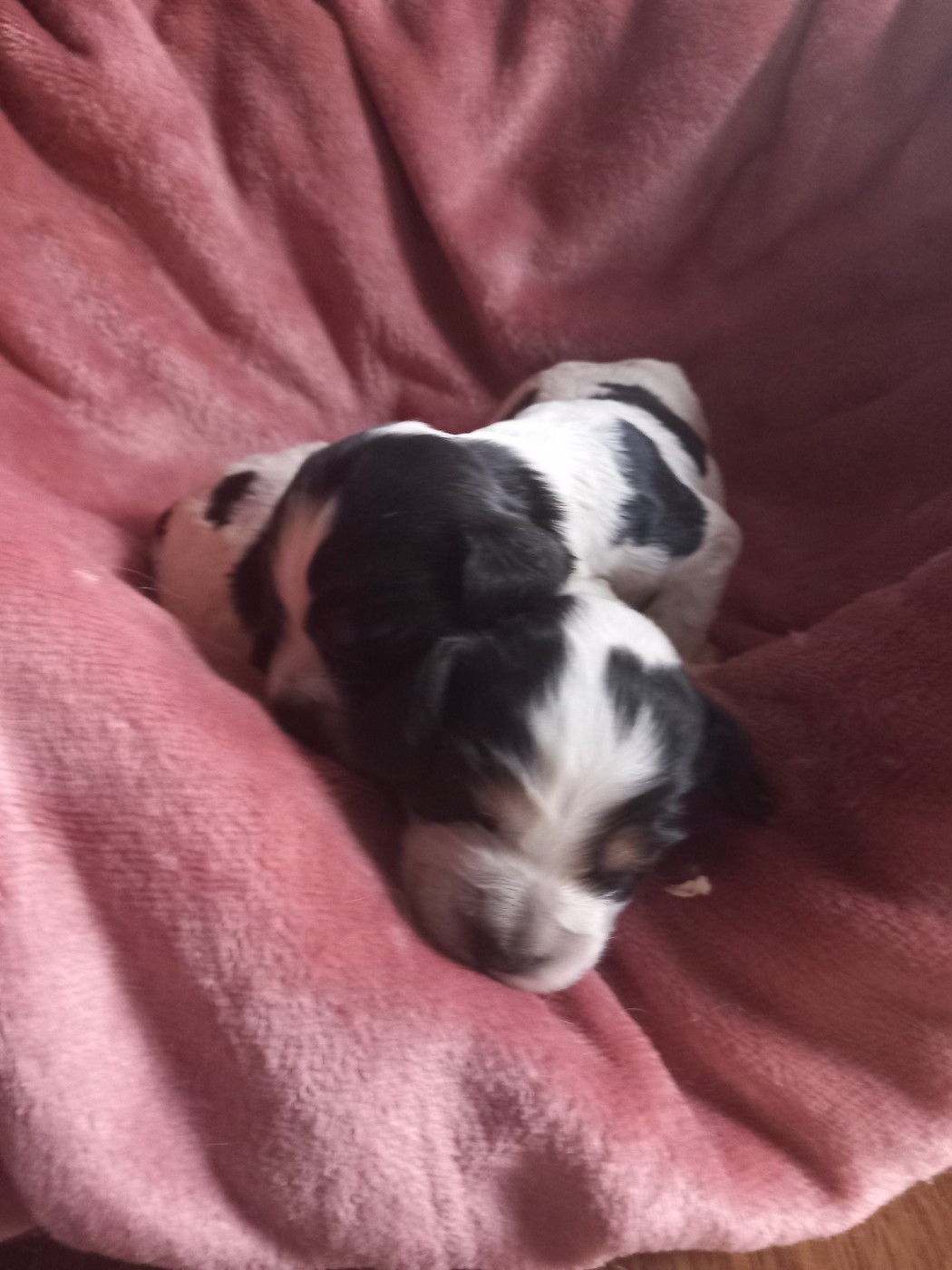 B... - Cocker Spaniel Anglais