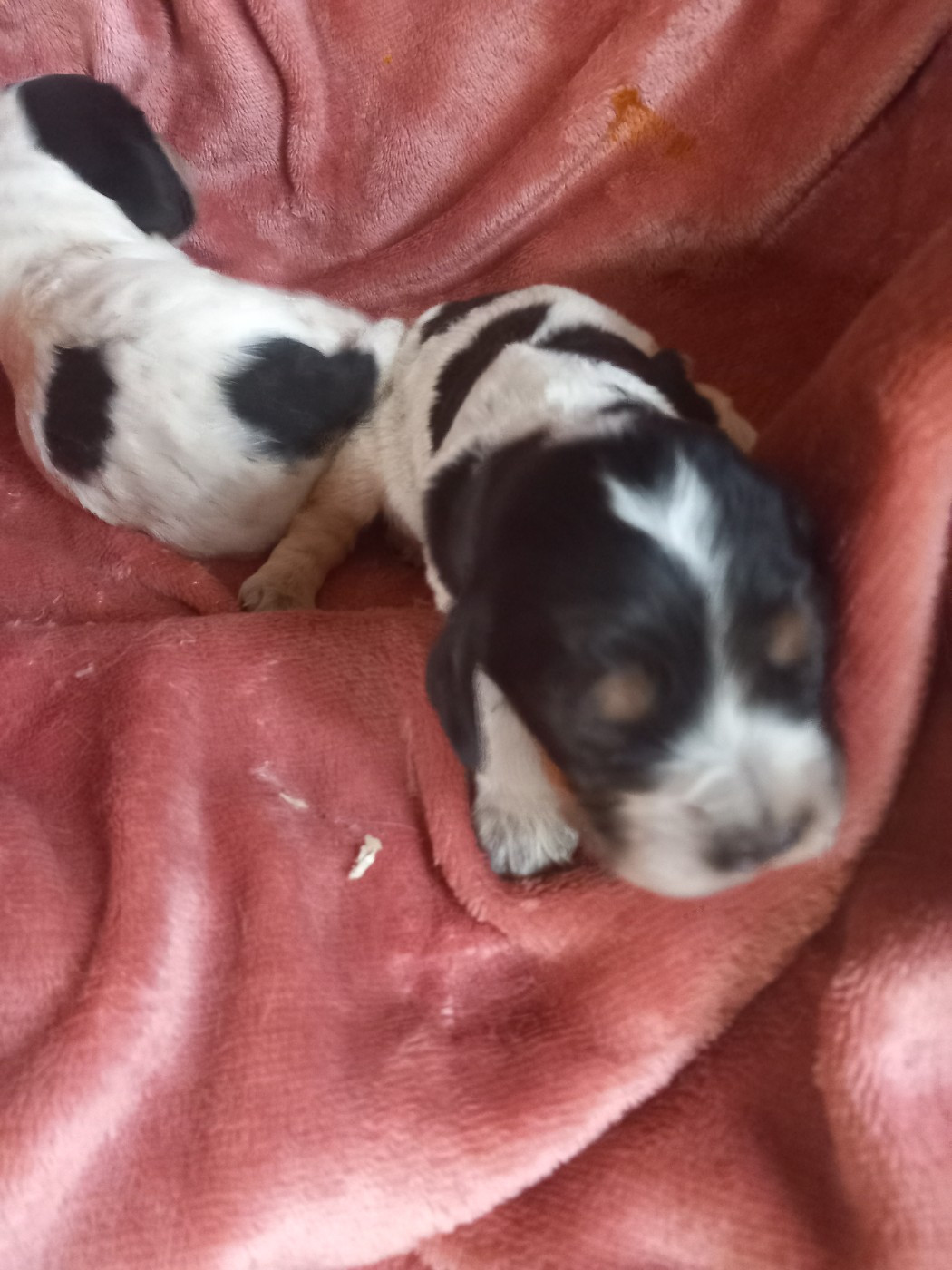 B... - Cocker Spaniel Anglais