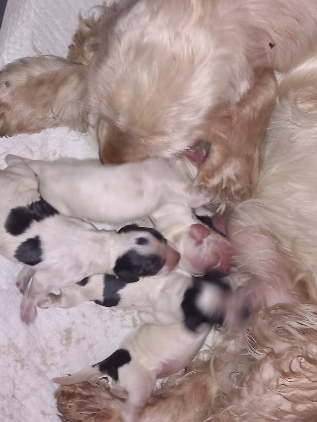 b... - Cocker Spaniel Anglais