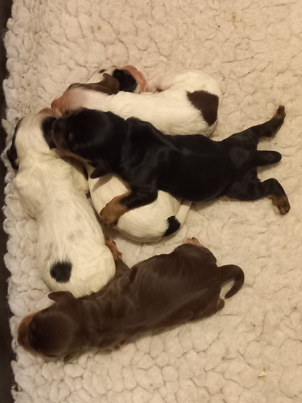 B... - Cocker Spaniel Anglais