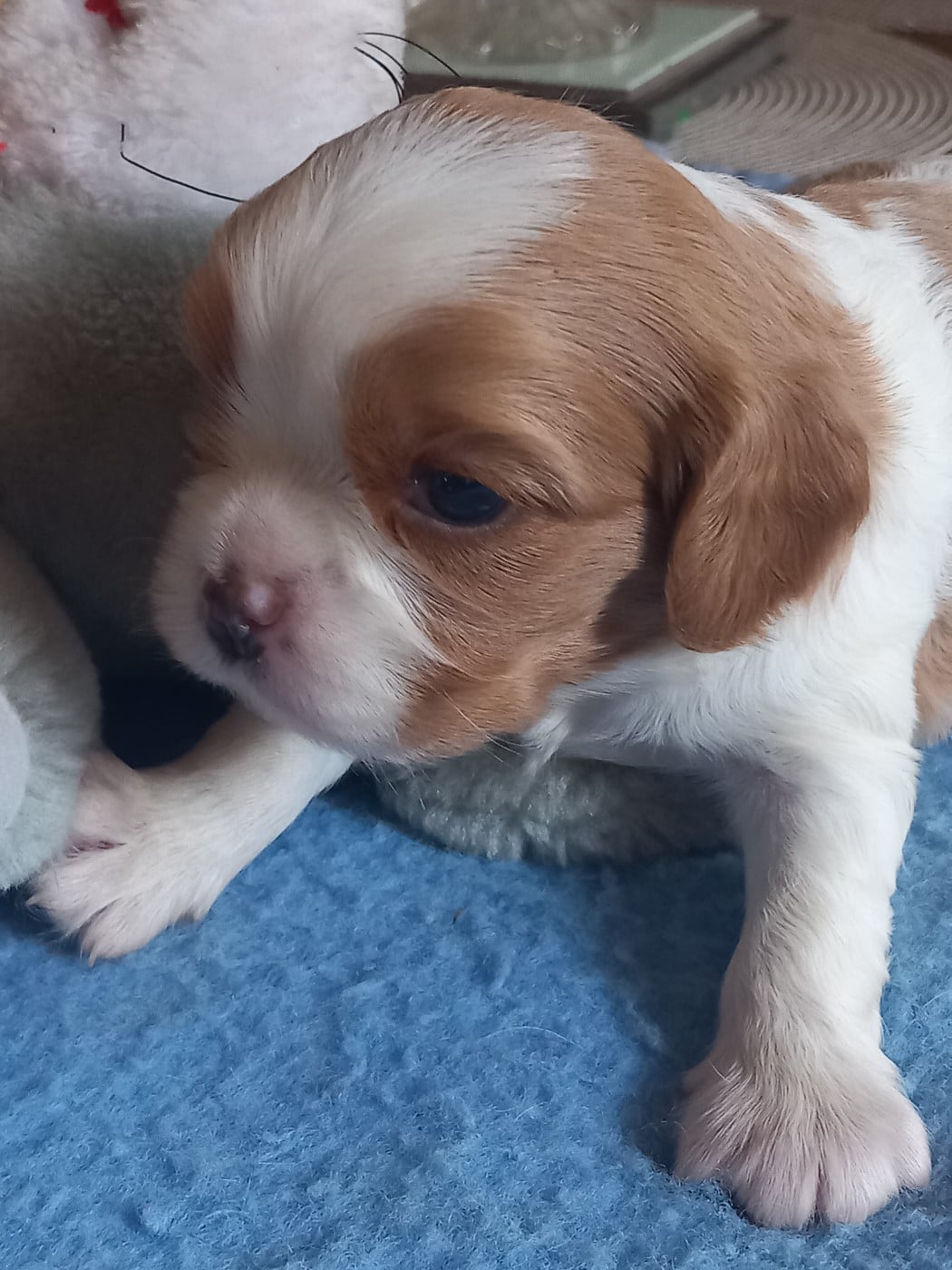 Bella