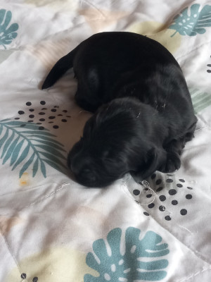 Les chiots de Cocker Spaniel Anglais