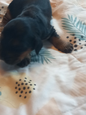 Les chiots de Cocker Spaniel Anglais