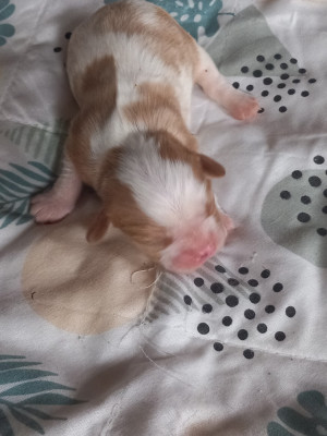 Les chiots de Cavalier King Charles Spaniel