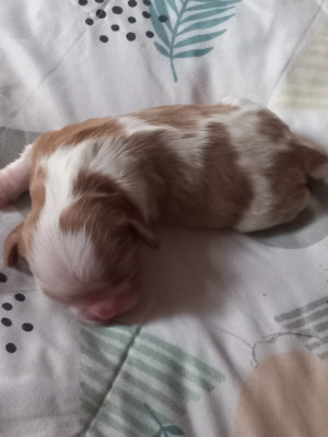 Les chiots de Cavalier King Charles Spaniel