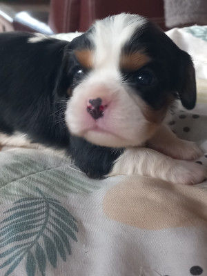Les chiots de Cavalier King Charles Spaniel