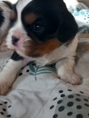 Les chiots de Cavalier King Charles Spaniel
