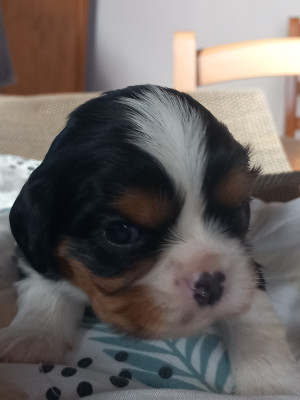 Les chiots de Cavalier King Charles Spaniel
