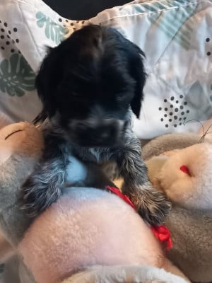 Les chiots de Cocker Spaniel Anglais