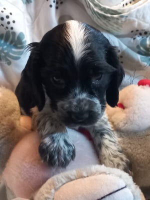 Les chiots de Cocker Spaniel Anglais