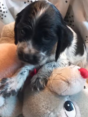 Les chiots de Cocker Spaniel Anglais