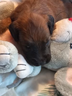 Les chiots de Berger de Brie